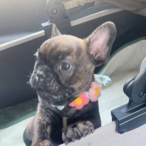 手癖の悪さはチビの頃から｜フレンチブルドック｜ペット｜犬