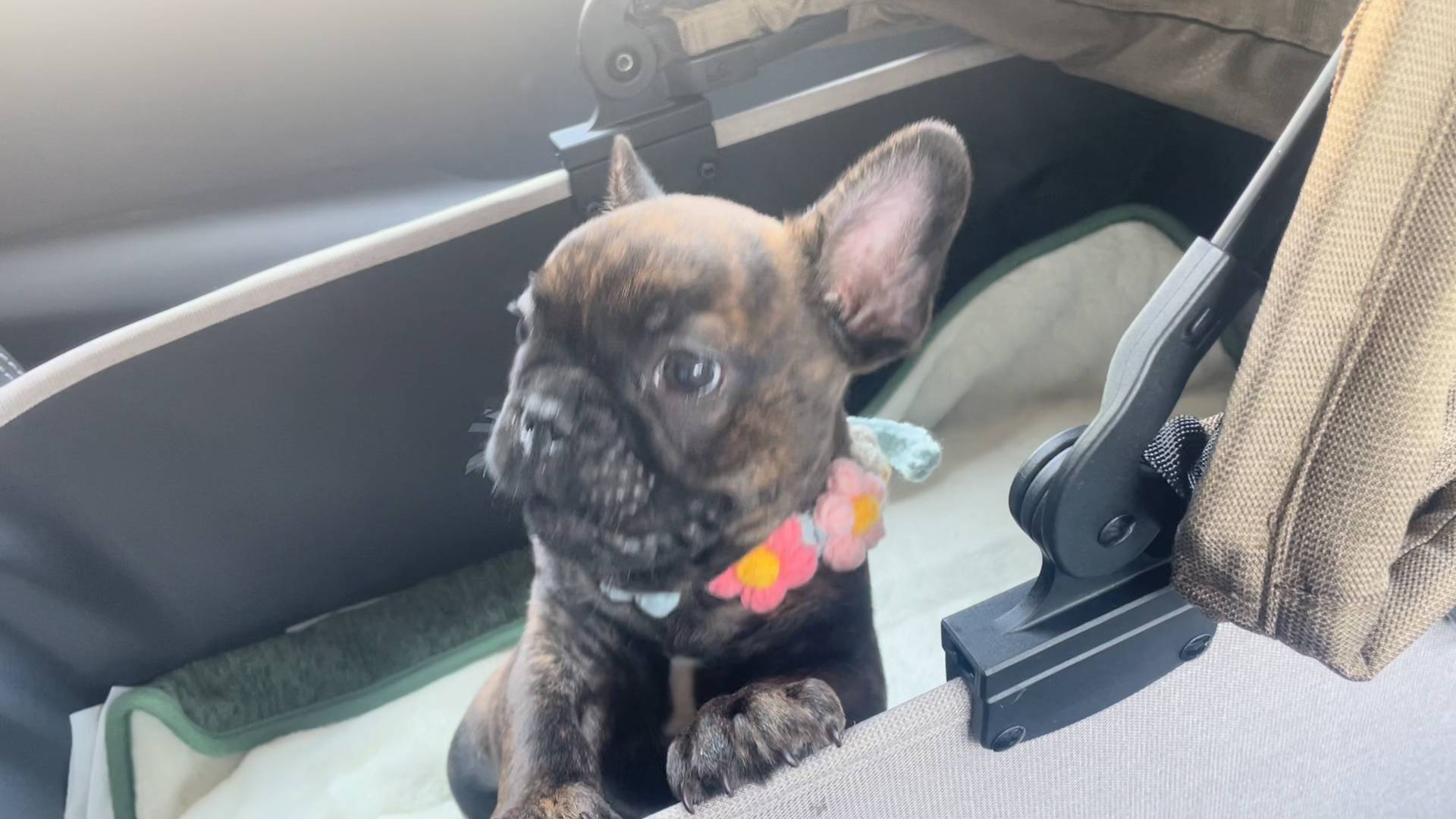 手癖の悪さはチビの頃から｜フレンチブルドック｜ペット｜犬