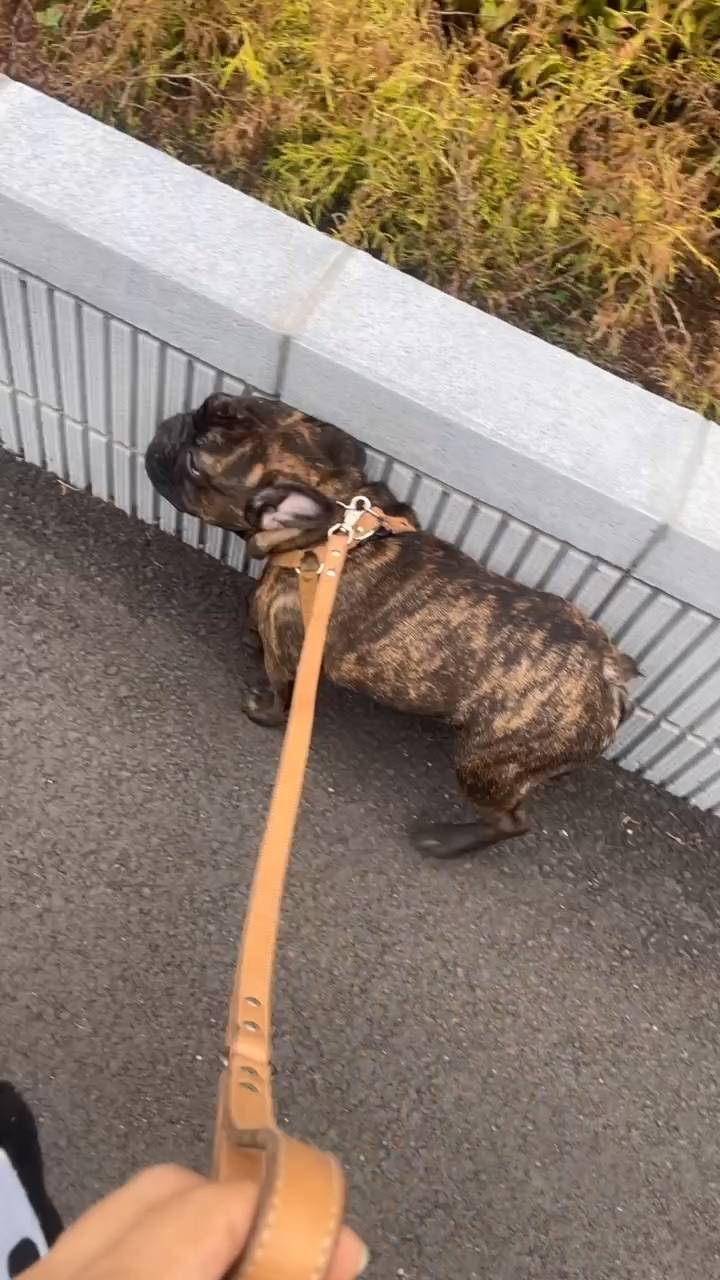 壁スリ散歩｜フレンチブルドック｜ペット｜犬