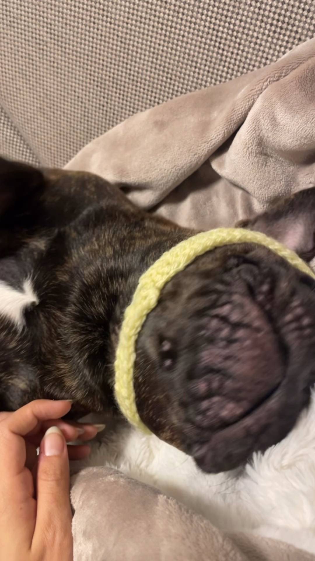 変顔｜フレンチブルドック｜ペット｜犬