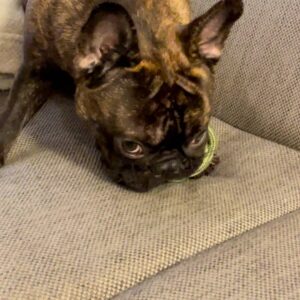新しいおもちゃ2｜フレンチブルドック｜ペット｜犬