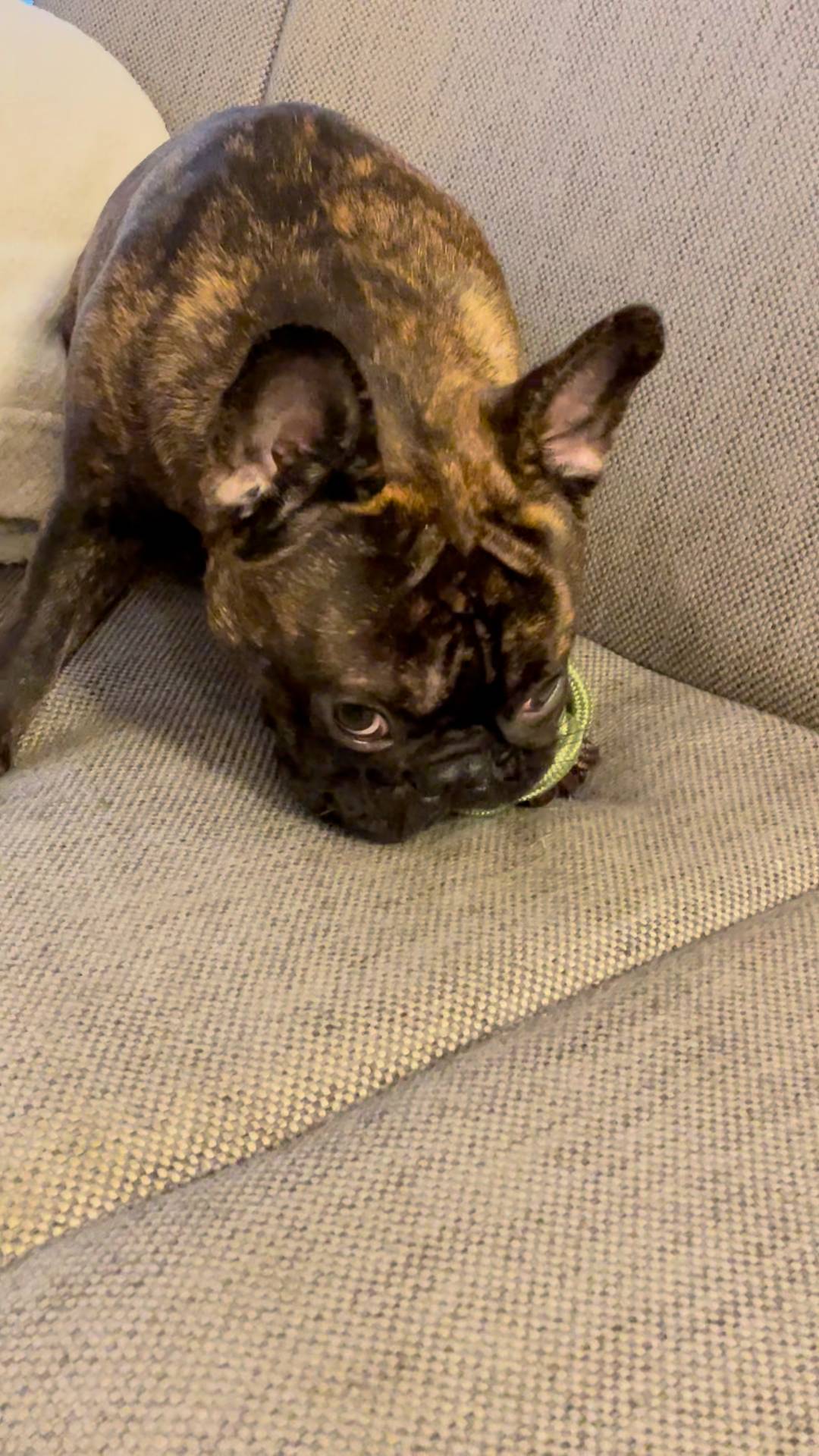 新しいおもちゃ2｜フレンチブルドック｜ペット｜犬