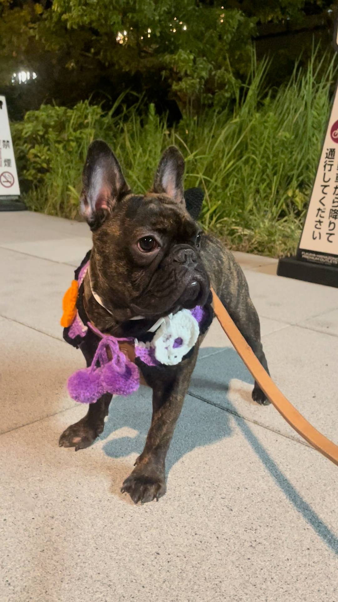 ハロウィン｜フレンチブルドック｜ペット｜犬