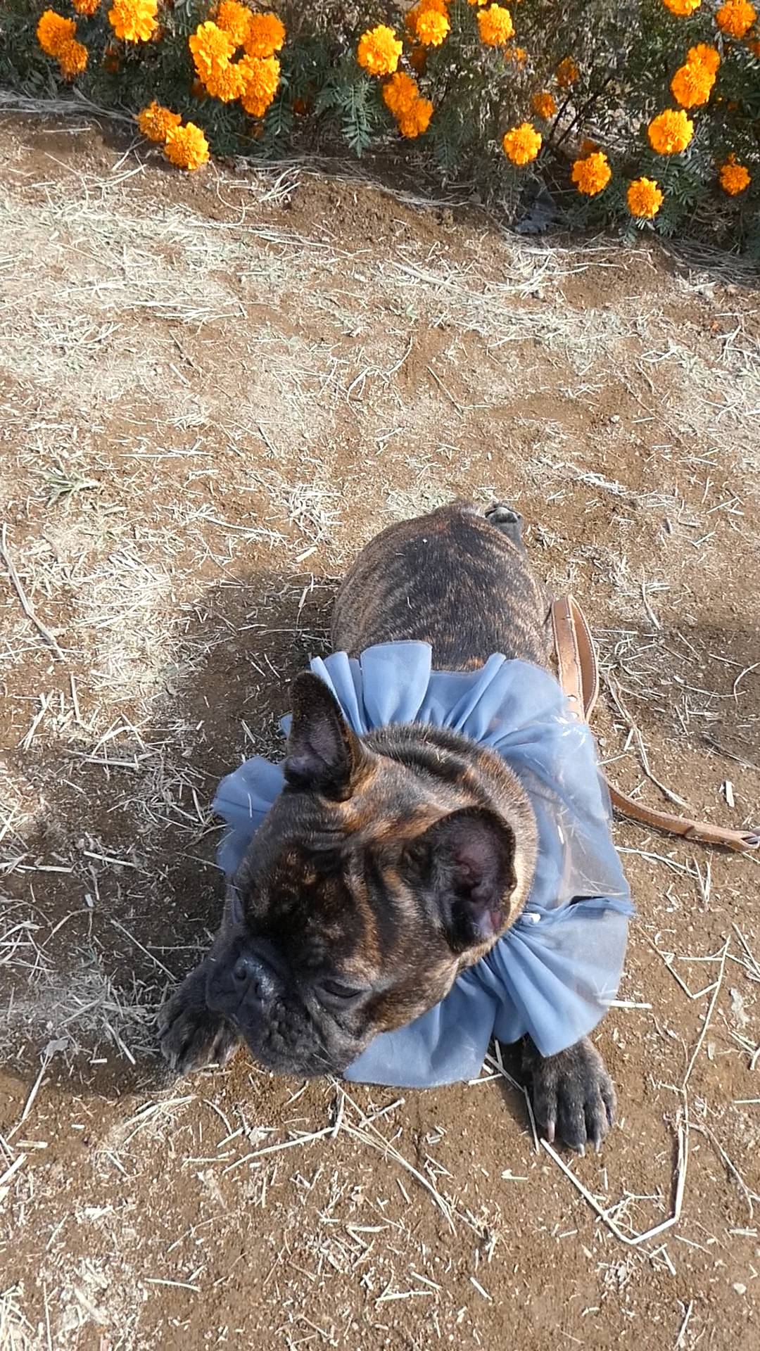 家にいたはずなのにマリーゴールド畑にループした犬｜フレンチブルドック｜ペット｜犬