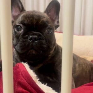 ちび｜フレンチブルドック｜ペット｜犬