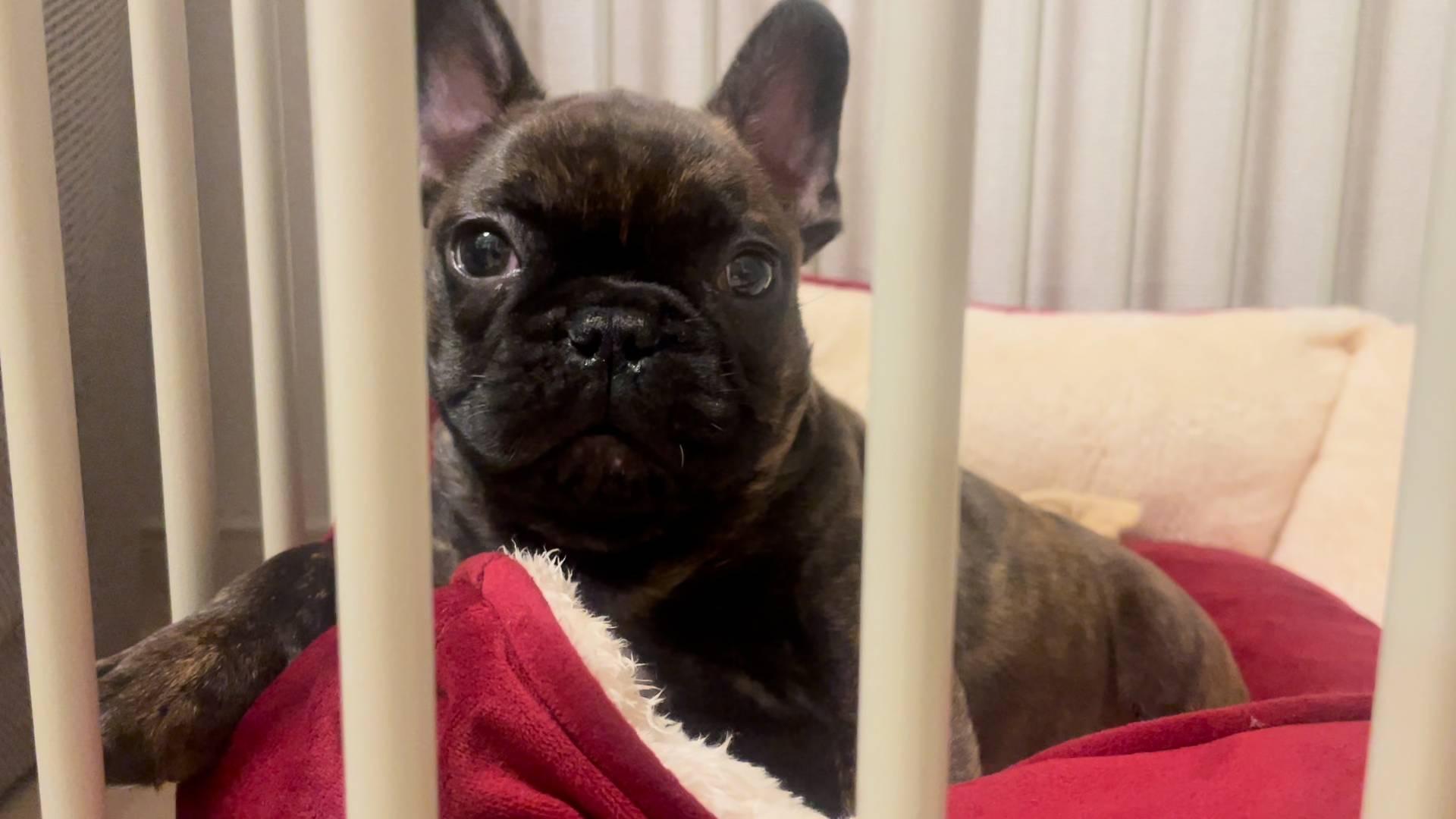 ちび｜フレンチブルドック｜ペット｜犬