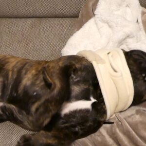 よくやる動き｜フレンチブルドック｜ペット｜犬