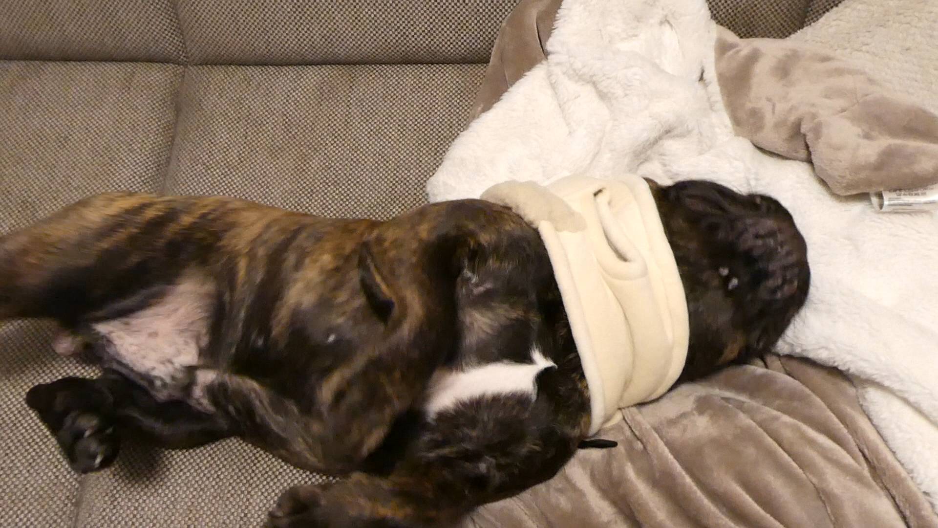 よくやる動き｜フレンチブルドック｜ペット｜犬