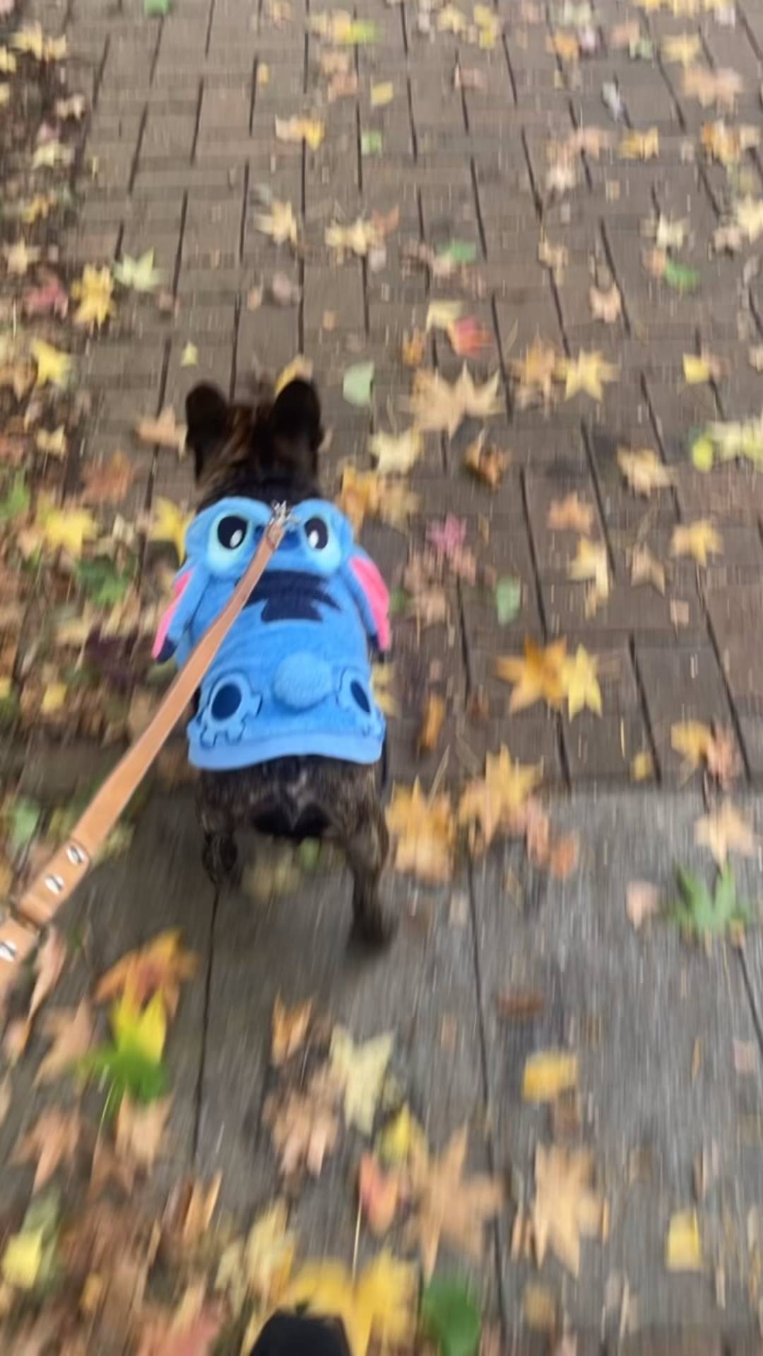 スティッチの散歩｜フレンチブルドック｜ペット｜犬