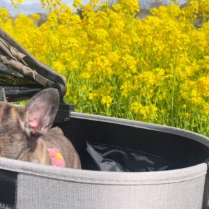 フレンチブルドックと菜の花｜ペット｜犬