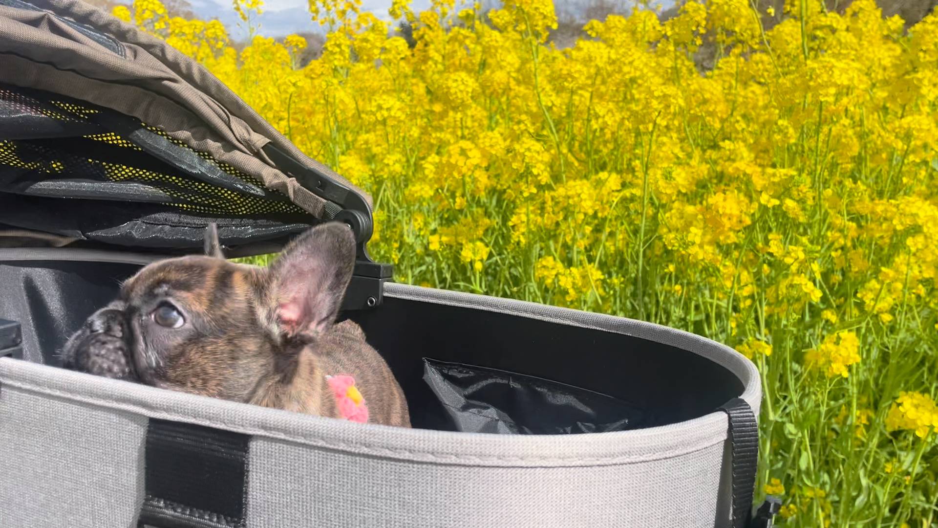 フレンチブルドックと菜の花｜ペット｜犬