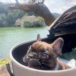 フレンチブルドッグ｜ペット｜犬