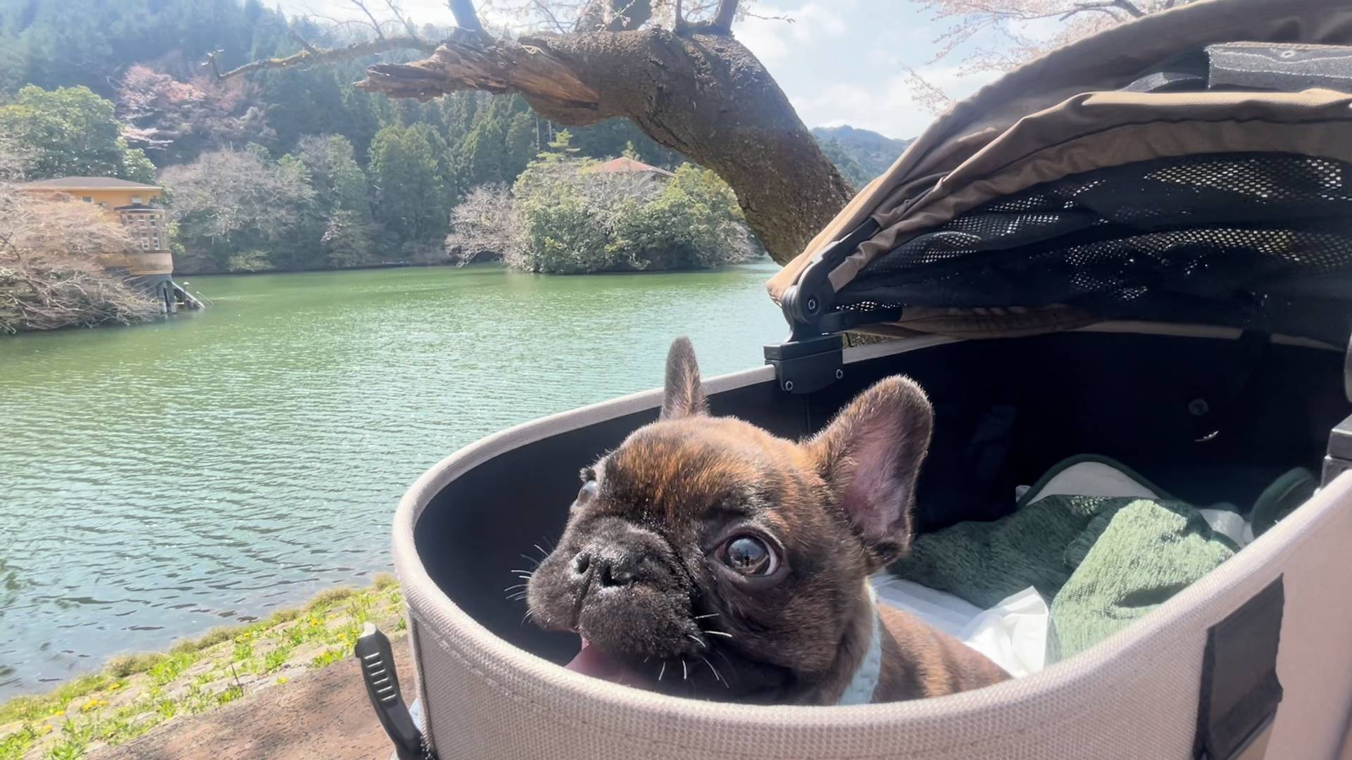 フレンチブルドッグ｜ペット｜犬