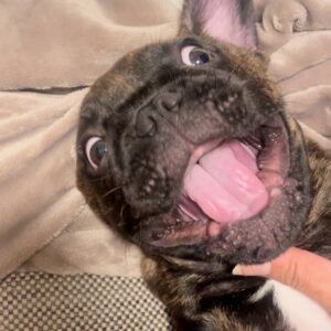 歯が全然ないフレンチブルドッグ｜ペット｜犬