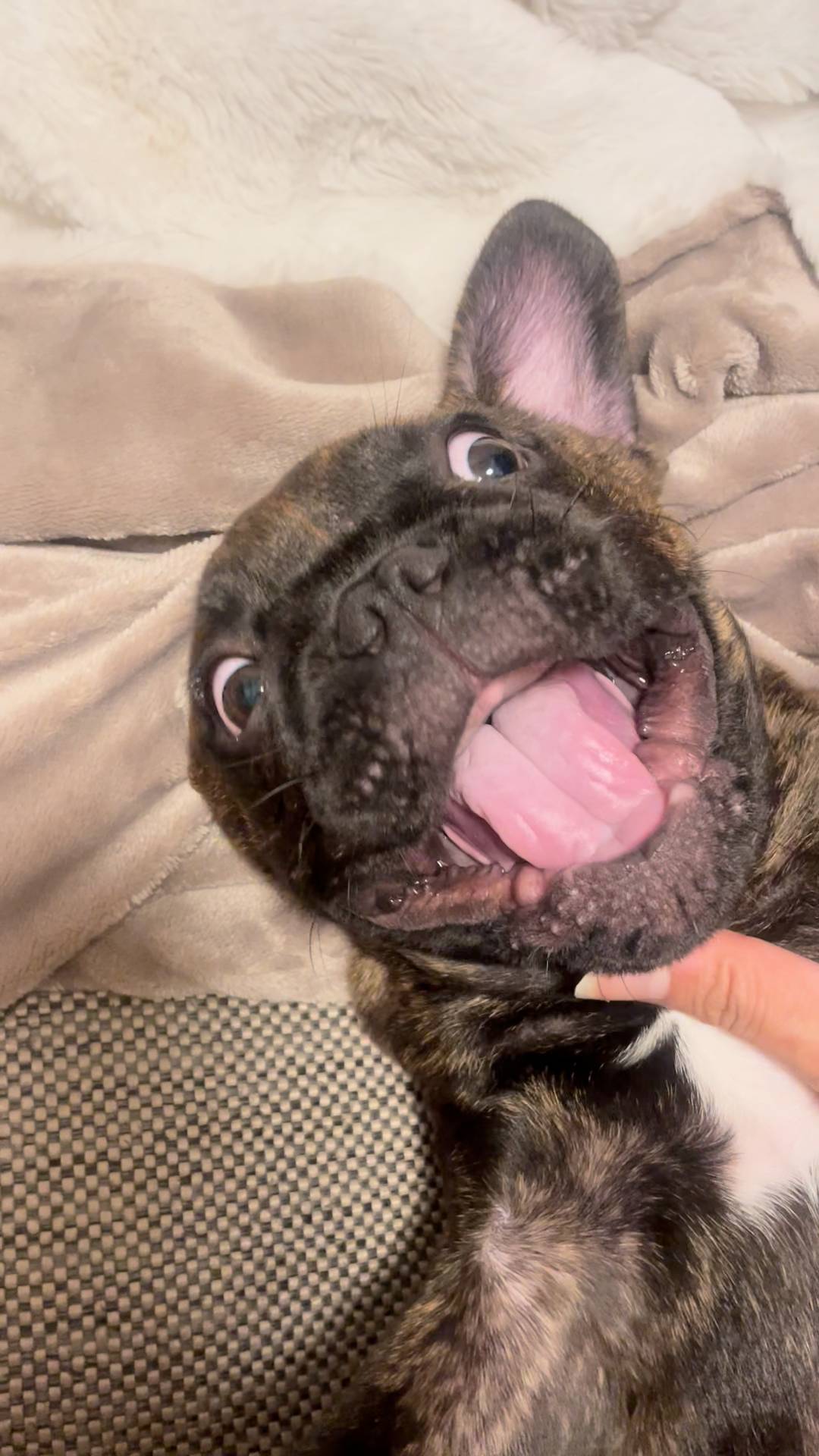 歯が全然ないフレンチブルドッグ｜ペット｜犬