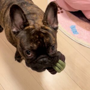 新しいおもちゃ1｜フレンチブルドッグ｜ペット｜犬