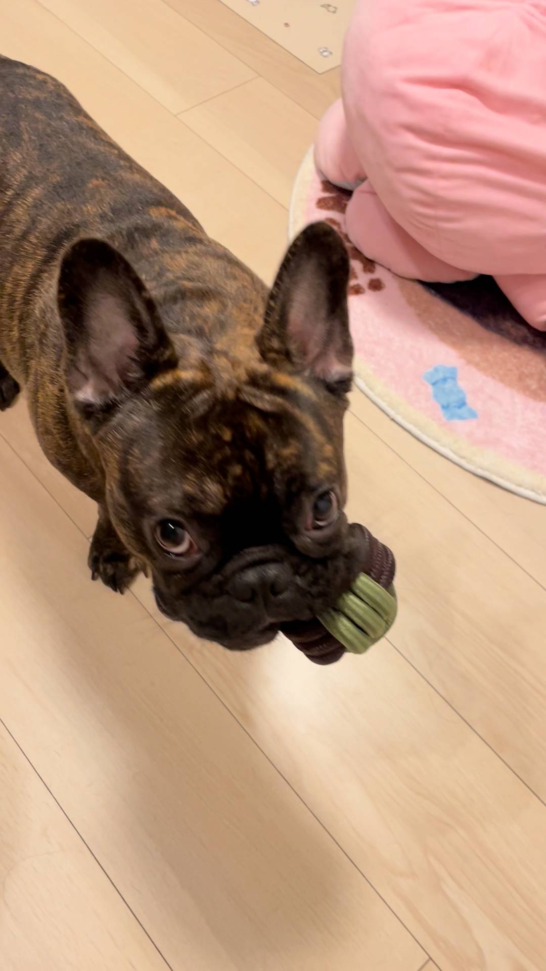 新しいおもちゃ1｜フレンチブルドッグ｜ペット｜犬