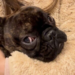 ただいまのハグタイム｜フレンチブルドッグ｜ペット｜犬