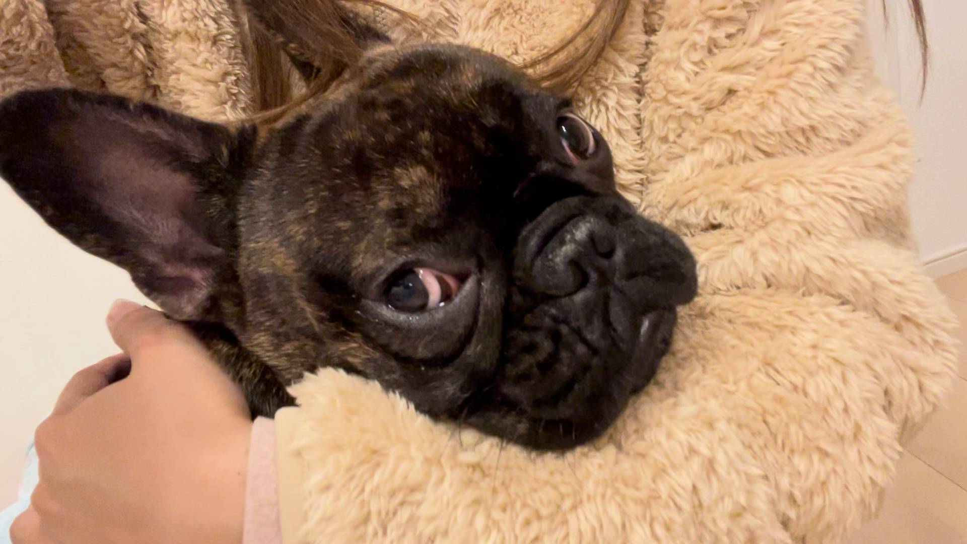 ただいまのハグタイム｜フレンチブルドッグ｜ペット｜犬