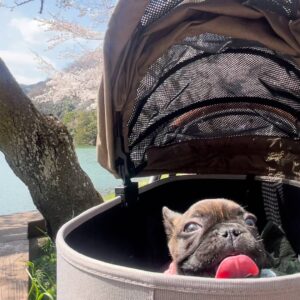 フレンチブルドッグと桜2｜ペット｜犬