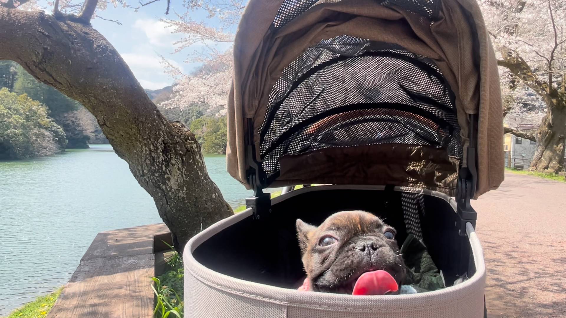 フレンチブルドッグと桜2｜ペット｜犬