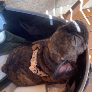 犬のお昼寝｜眠｜フレンチブルドッグ｜ペット｜