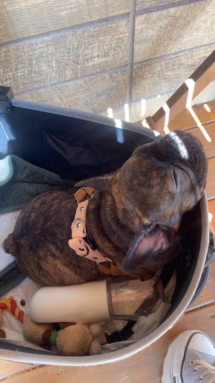 犬のお昼寝｜眠｜フレンチブルドッグ｜ペット｜