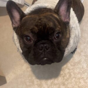 ドライヤーで耳ピク犬｜フレンチブルドッグ｜ペット｜犬