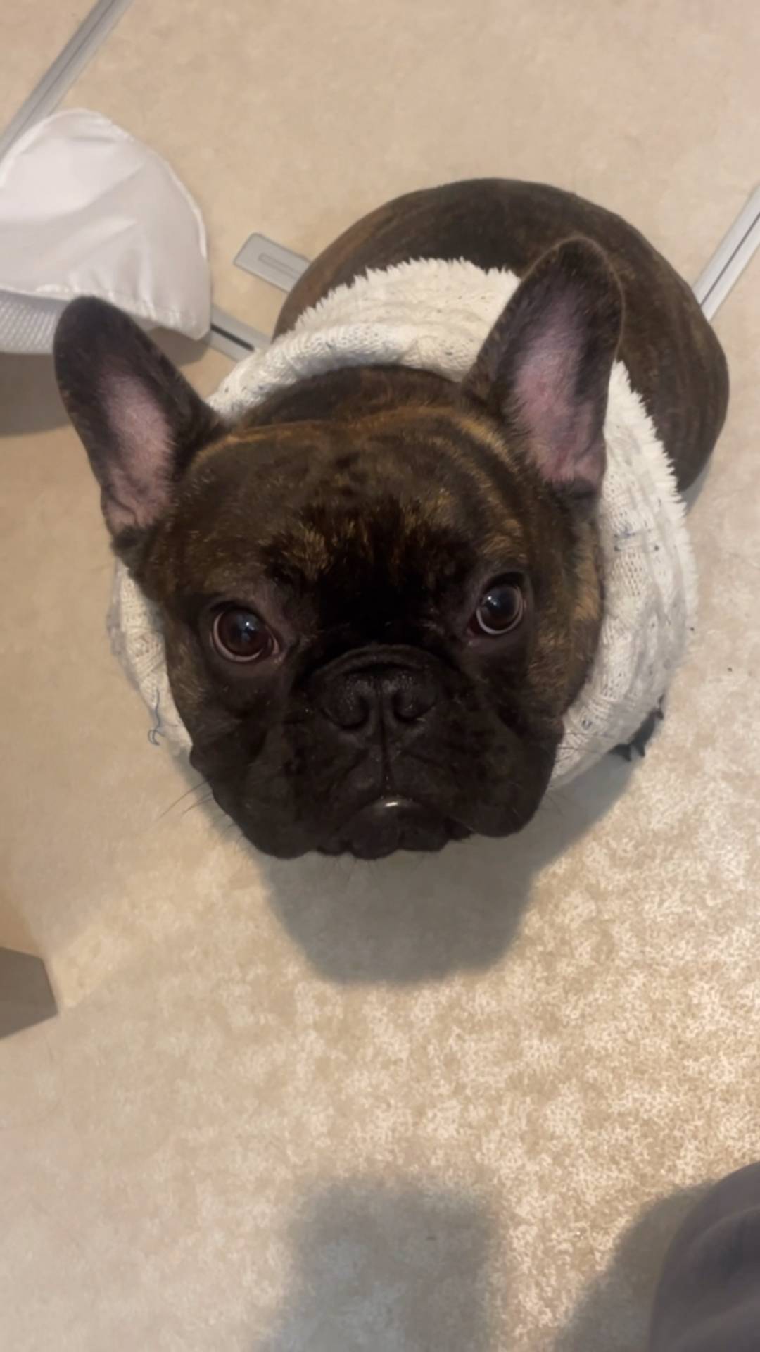 ドライヤーで耳ピク犬｜フレンチブルドッグ｜ペット｜犬