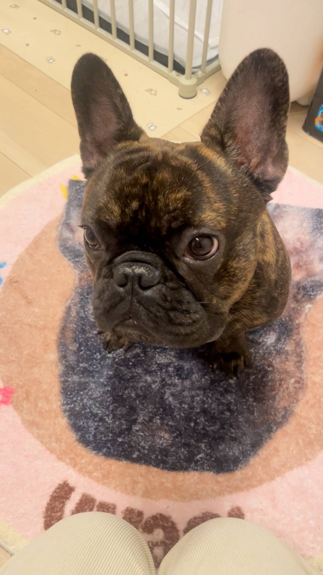 ハイタッチ失敗｜フレンチブルドッグ｜ペット｜犬