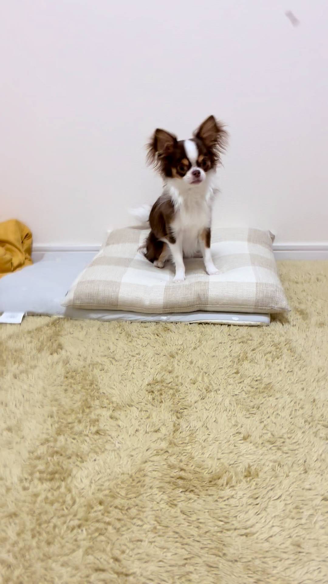 おやつをキャッチしようとする瞬間｜チワワ｜ペット｜犬