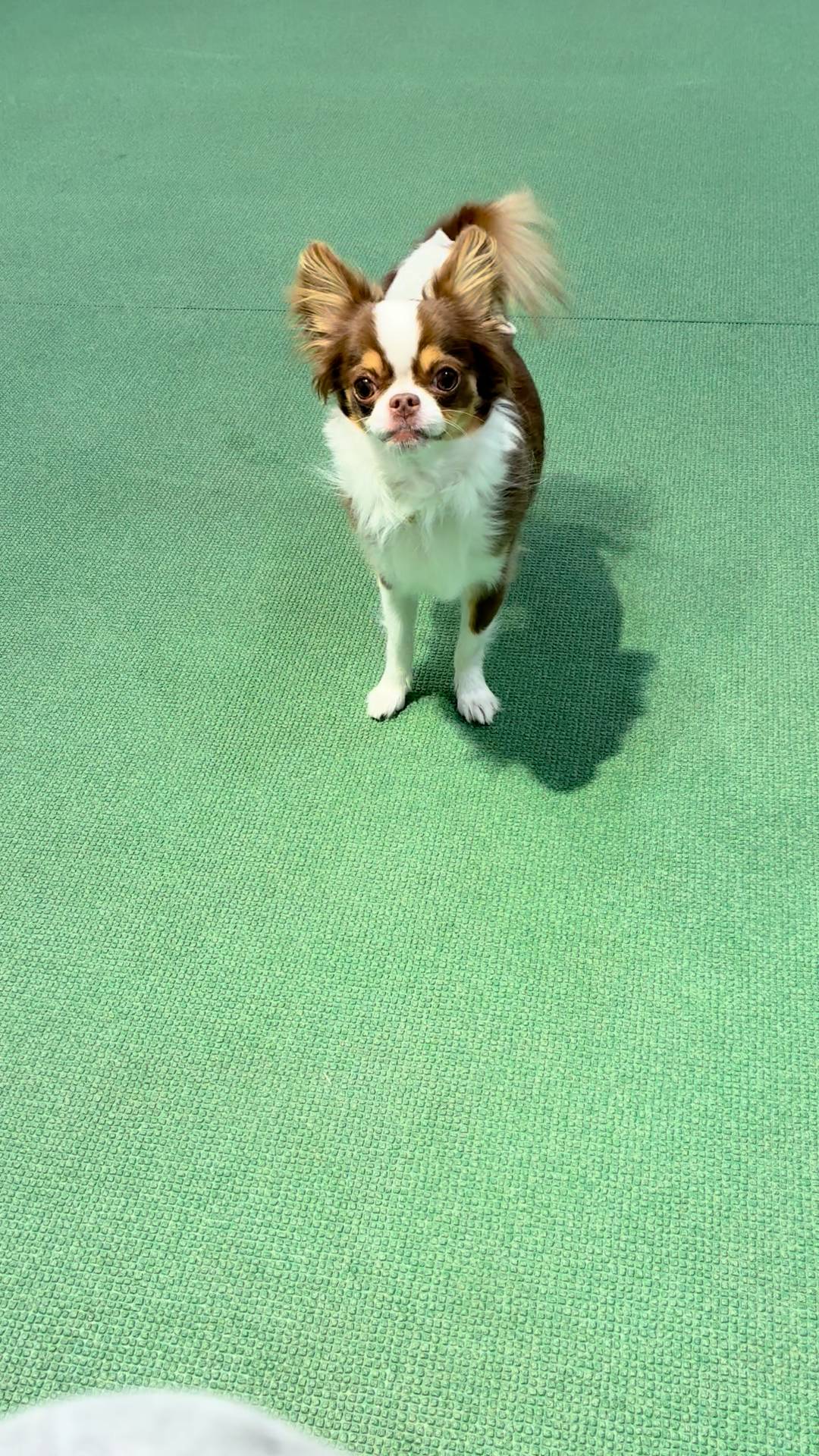 ボールやおもちゃを追いかける｜チワワ｜ペット｜犬