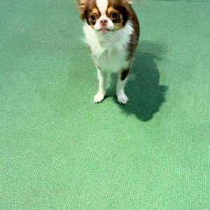 ボールやおもちゃを追いかける｜チワワ｜ペット｜犬