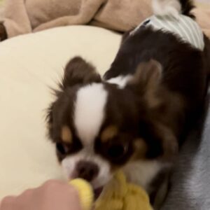 引っ張りっこで遊ぶ｜チワワ｜ペット｜犬