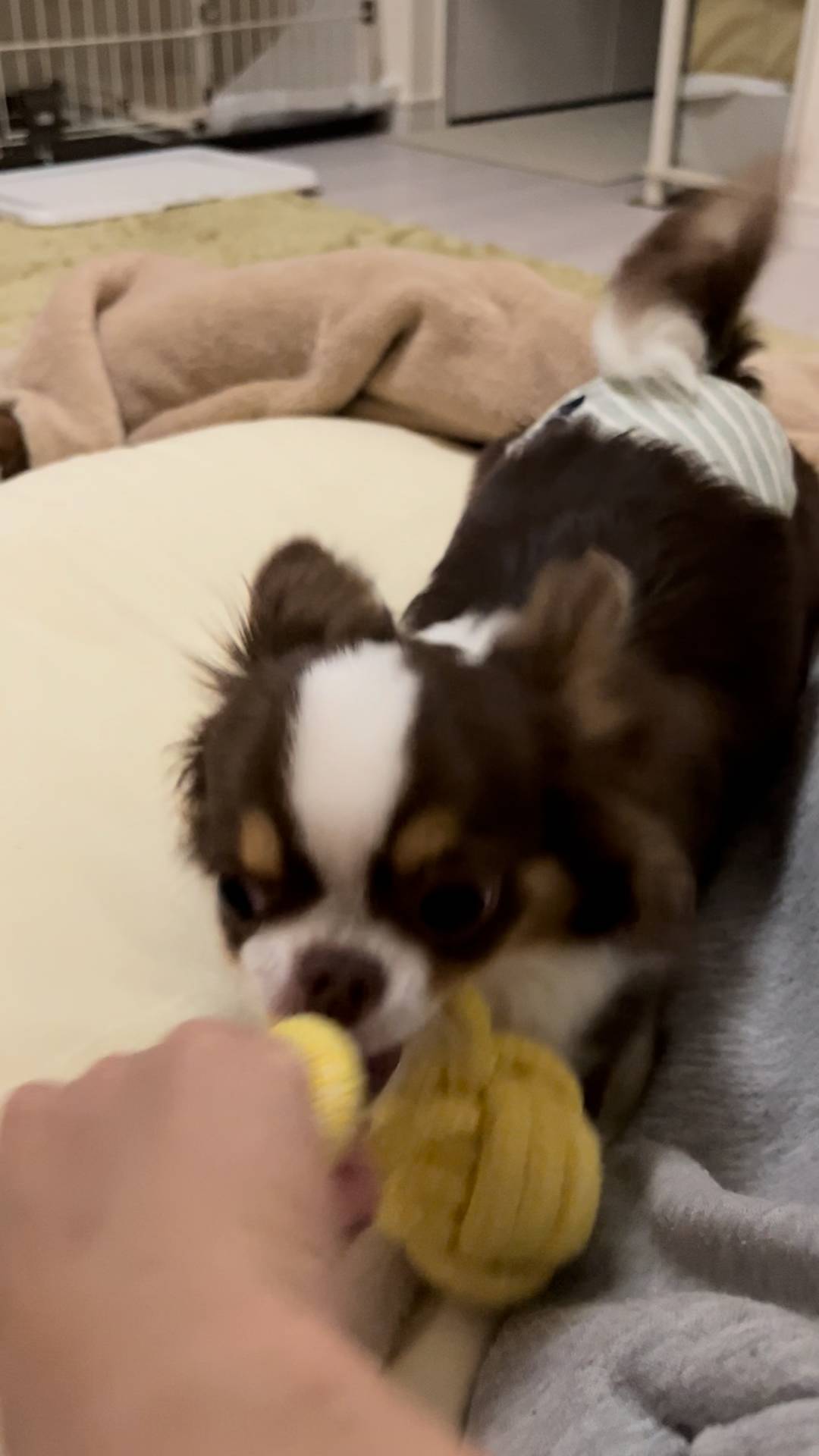 引っ張りっこで遊ぶ｜チワワ｜ペット｜犬