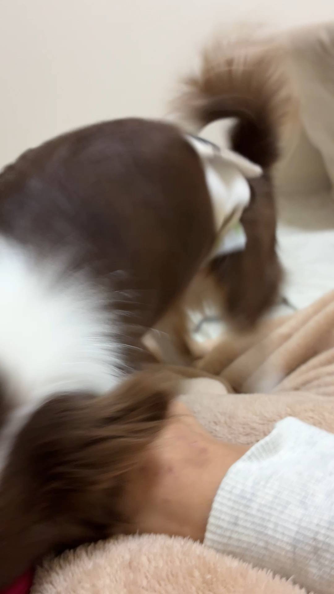 引っ張りっこで遊ぶ2｜チワワ｜ペット｜犬