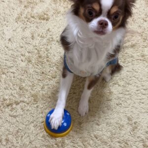 簡単なトリック｜チワワ｜ペット｜犬