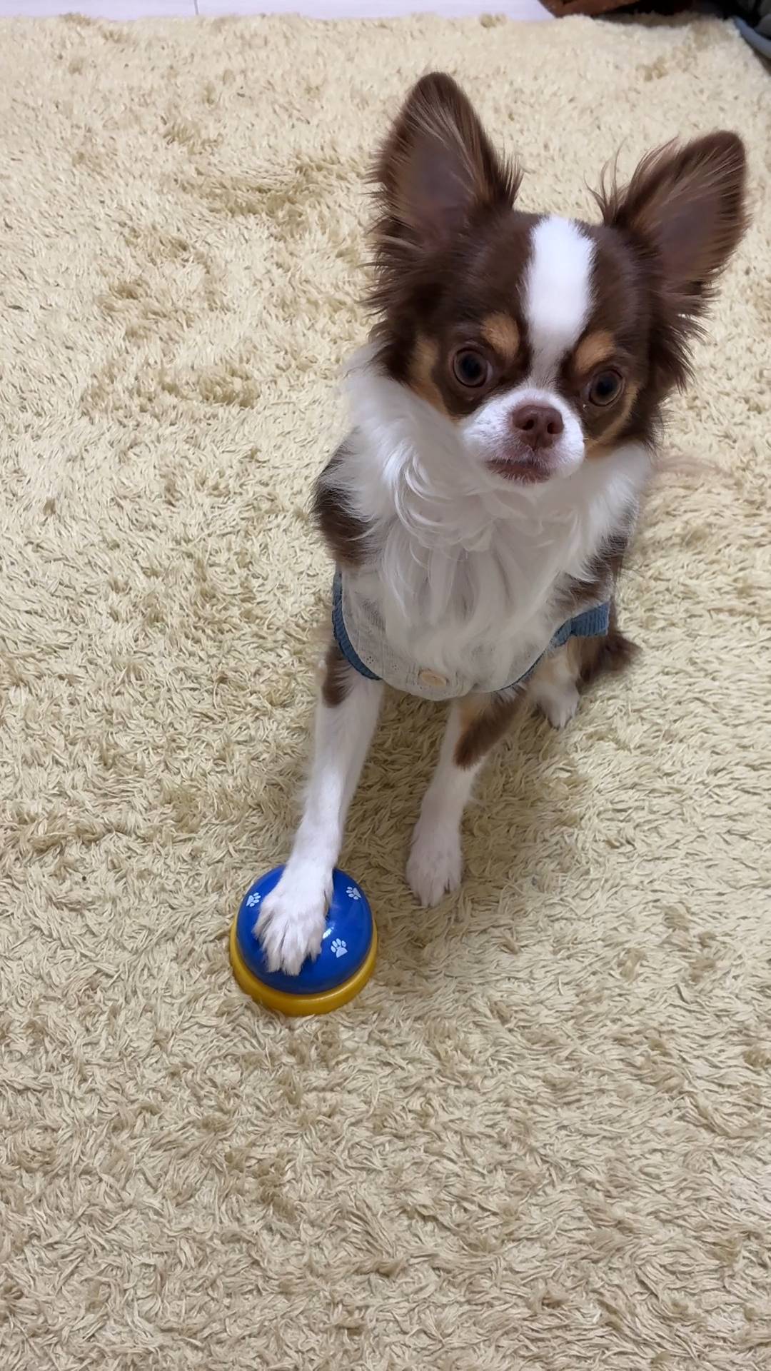 簡単なトリック｜チワワ｜ペット｜犬