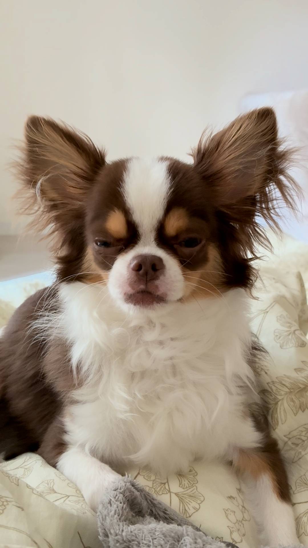 飼い主に寄りそって落ち着く表情アップ｜チワワ｜ペット｜犬