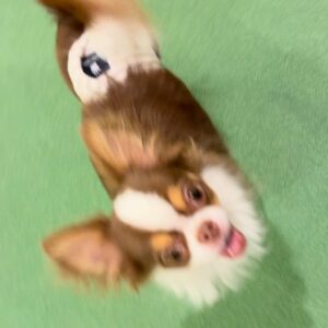 飼い主の後ろをトコトコついてくる(1)｜チワワ｜ペット｜犬