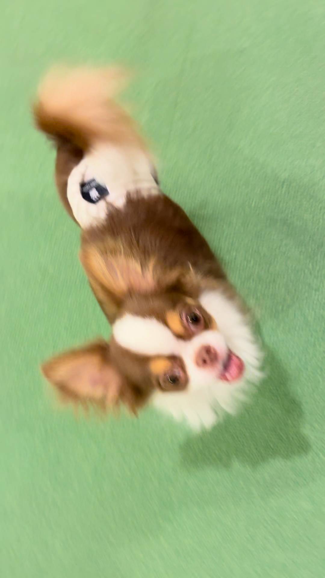 飼い主の後ろをトコトコついてくる(1)｜チワワ｜ペット｜犬