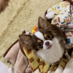 飼い主の膝に乗ろうとする｜チワワ｜ペット｜犬