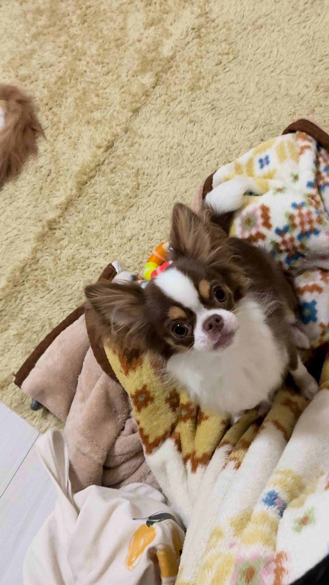 飼い主の膝に乗ろうとする｜チワワ｜ペット｜犬