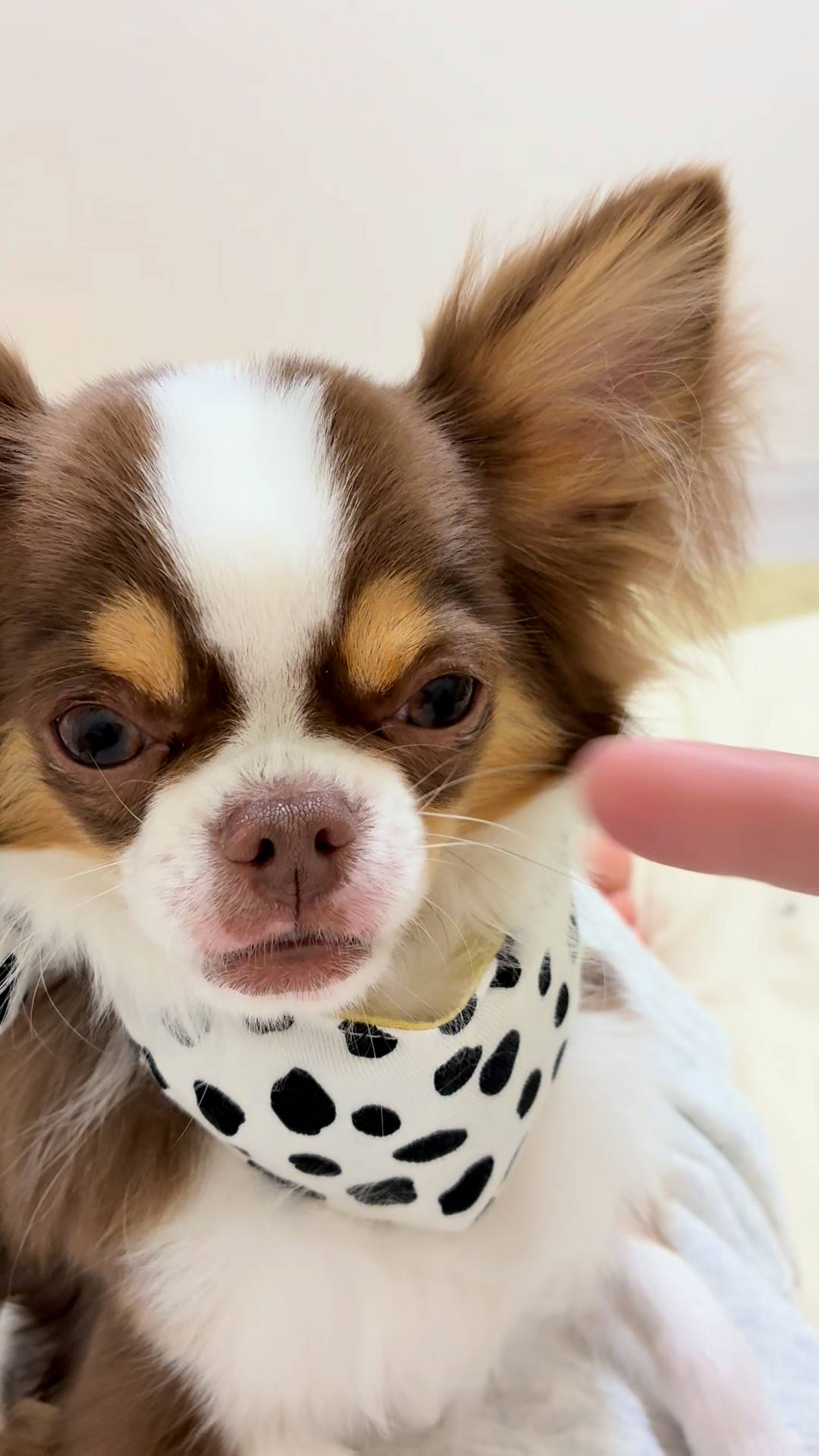 耳や顔周りを軽く触られている｜チワワ｜ペット｜犬