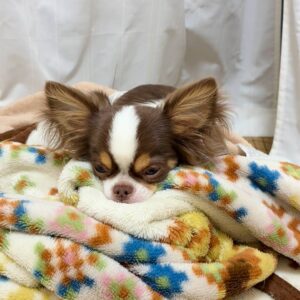 寝ていて少し動く自然な動き｜チワワ｜ペット｜犬