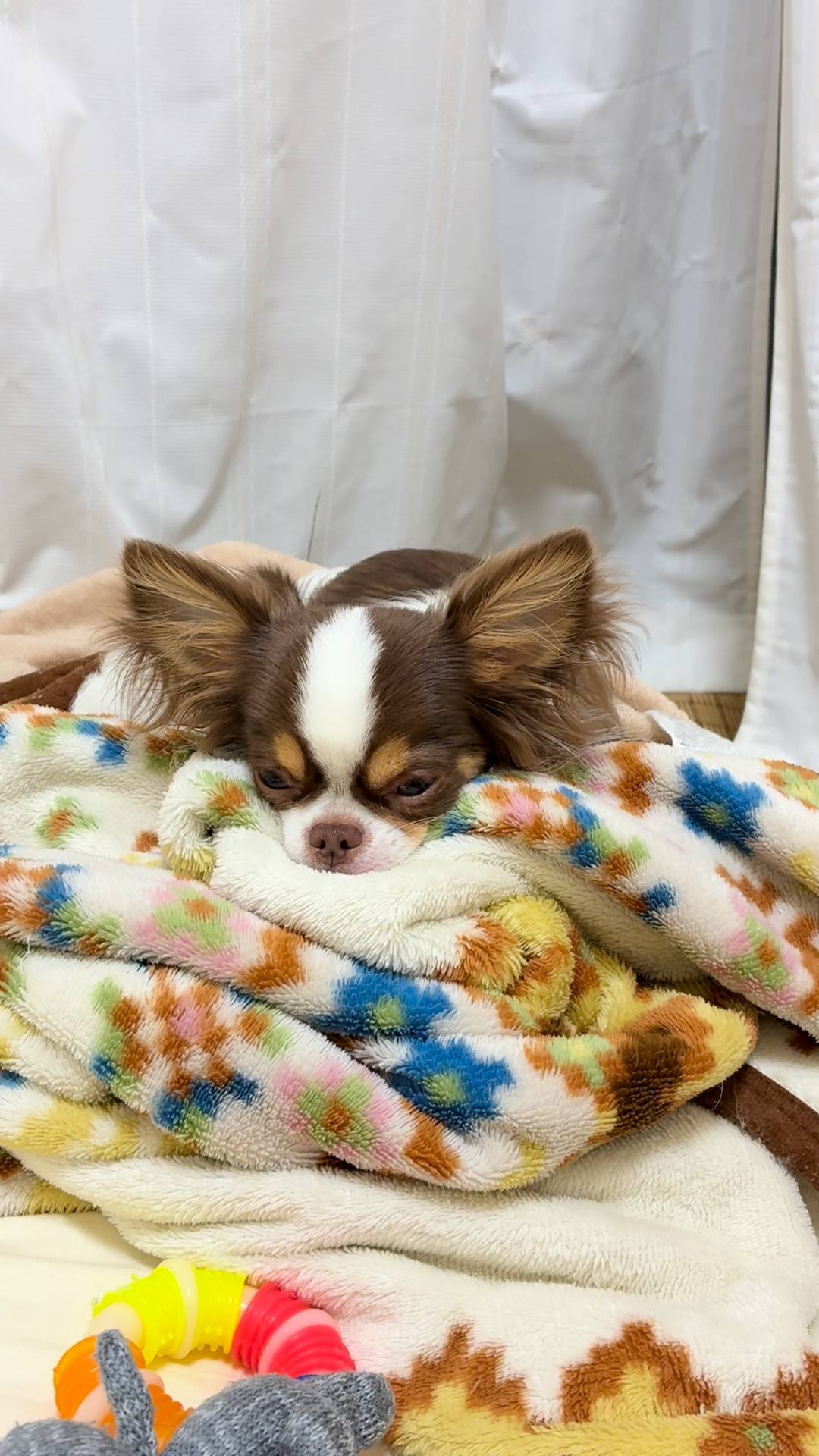 寝ていて少し動く自然な動き｜チワワ｜ペット｜犬