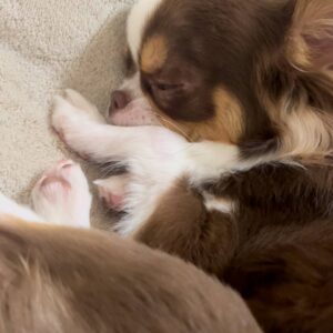 寝ていているチワワ。眠るチワワ｜ペット