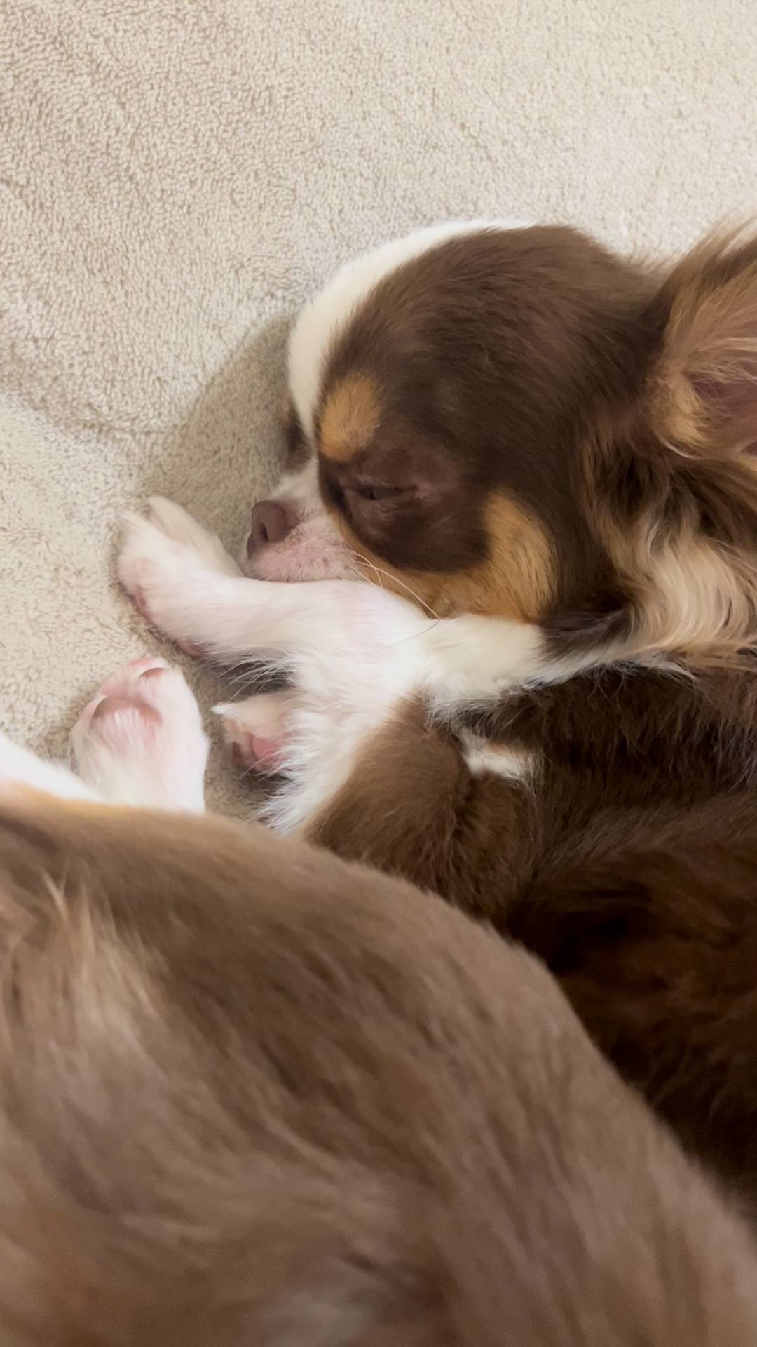 寝ていているチワワ。眠るチワワ｜ペット
