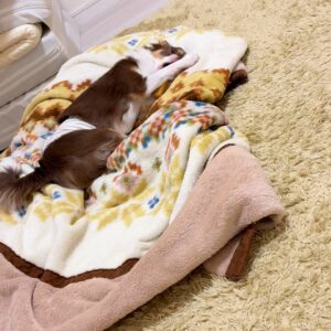 新しいおやつを初めて食べる｜チワワ｜ペット｜犬