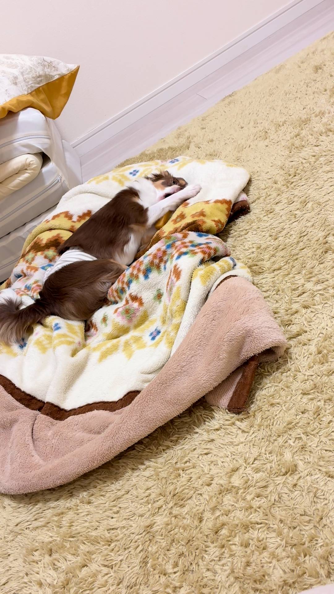 新しいおやつを初めて食べる｜チワワ｜ペット｜犬